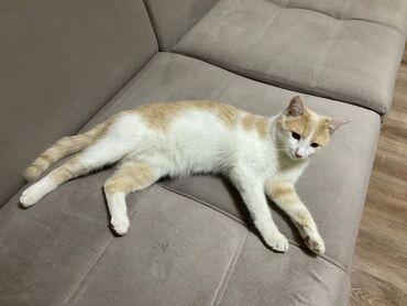 кошки джалал абад: Кошка даром: Беспородная, 6 месяцев, Мальчик, Приучена к лотку, С прививками