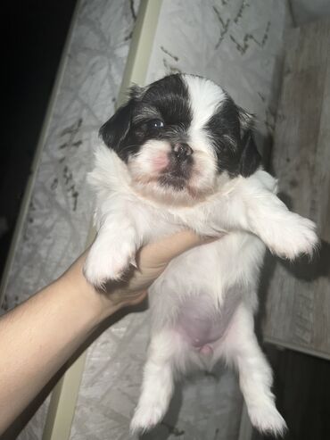 İtlər: Pekines, Dişi, Ünvandan götürmə — 6