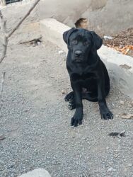 İtlər: Kane-Korso, Erkek, Sənədli, Ünvandan götürmə — 2