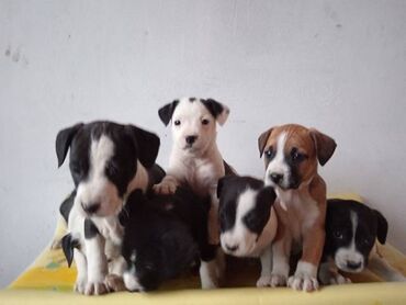 Psi: Na prodaju štenci Američkog staforda,oštenjeni 24.januara,očišćeni od na lalafo.rs — 1 Psi: Na prodaju štenci Američkog staforda,oštenjeni 24.januara,očišćeni od — 1