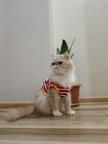 pişik tasma: Fars, Erkək, Dişi