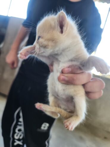 Pişiklər: Dişi, Erkək, Yaxşı əllərə, Ünvandan götürmə, Pulsuz çatdırılma — 3