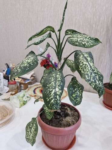 Герани и пеларгонии: Комнатные цветы at lalafo.kg — 6 Герани и пеларгонии: Комнатные цветы — 6