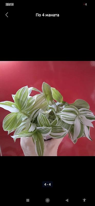 Otaq bitkiləri: Сциндапсус N-Joy — 13