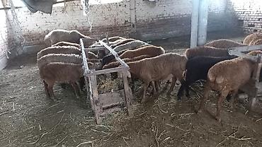 куры живые: Продаю | Ягненок | Для разведения — 2