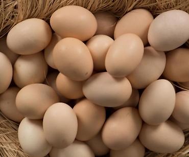 toyuq ucuz qiymete: 50 qəpik Mayalı yumurta satışıdır yumurtaların mayalı olmağına söz ola — 1