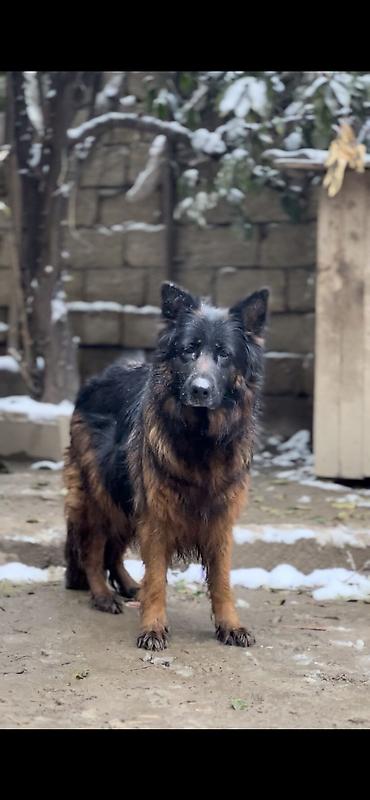 xasqi itler: Alman çoban iti, 8 il, Dişi, Sənədli — 10