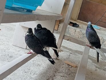 Akvarium aksessuar və ləvazimatları: 3 de satılır 15 azn Qara-ağ rəng çalarlarında ev göyərçinləri -