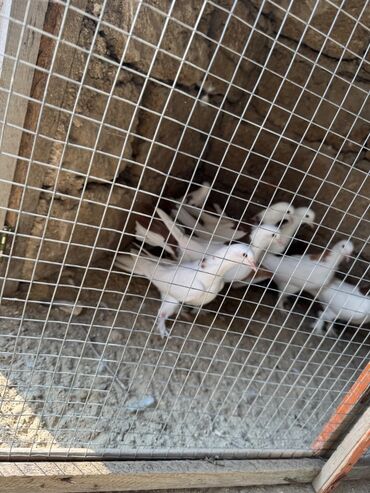 Digər quşlar: 1 nesil eni quyruq badam sari boyun qirmizi boyunan toreme 7 eded — 5