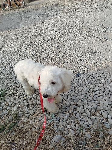 balonka it satilir: Pudel, 8 ay, Erkək, Cütləşmə üçün, Ünvandan götürmə — 1