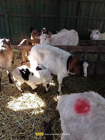 Козы, козлы: Продаю | Козлёнок | Для разведения — 12