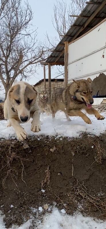 Собаки: 🐾 Знаменательное событие в сердце нашего Кыргызстана! 🐾 Мы с