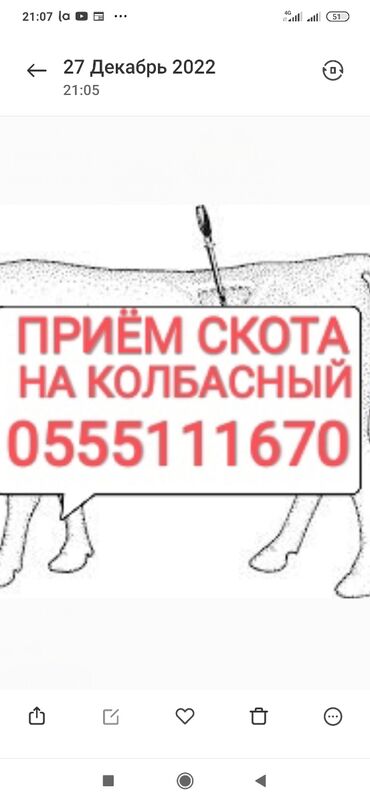 хмонг собака купить москва: Куплю | Коровы, быки, Лошади, кони | Круглосуточно, Любое состояние, Забитый