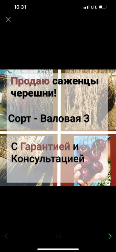 Другие виды семян и саженцев: Продаю саженцы Валовая 3 (гилас) 
3х летние