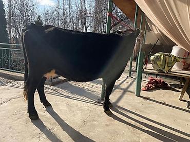 Коровы, быки: Продаю | Корова (самка) | Для молока | Привязанные at lalafo.kg — 6 Коровы, быки: Продаю | Корова (самка) | Для молока | Привязанные — 6