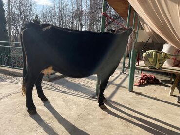 Коровы, быки: Продаю | Корова (самка) | Для молока — 9