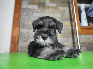 Psi: Patuljasti šnaucer Black & Silver štenci na prodaju. Ostenjeni — 13