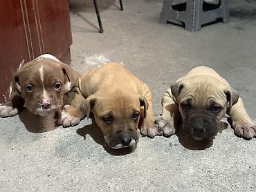 Продажа собак: Продаются чистокровные щенки Питбуля щенки крупные, здоровые и — 1