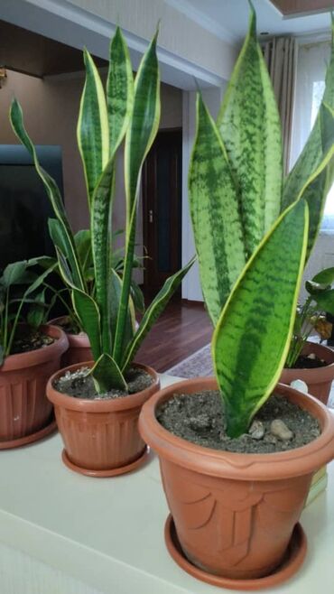 цветы тещин язык: Продаю Сансевиерию (тещин язык) высотой от 30 до 60см. Это популярное