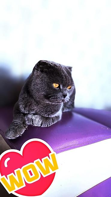 маленькая кошка: Шотландская вислоухая кошка (Scottish Fold), окрас: сплошной серый — 5