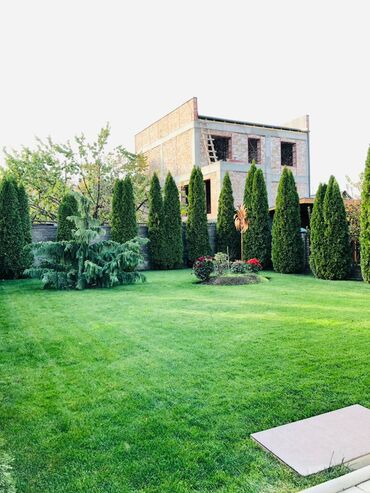 саженцы живой изгороди купить: Туя западная (Thuja occidentalis) — крупномерные растения для живой