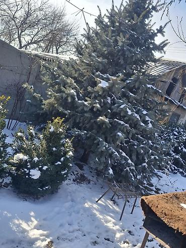 Декоративные деревья: Саженцы деревьев: Ели — 20