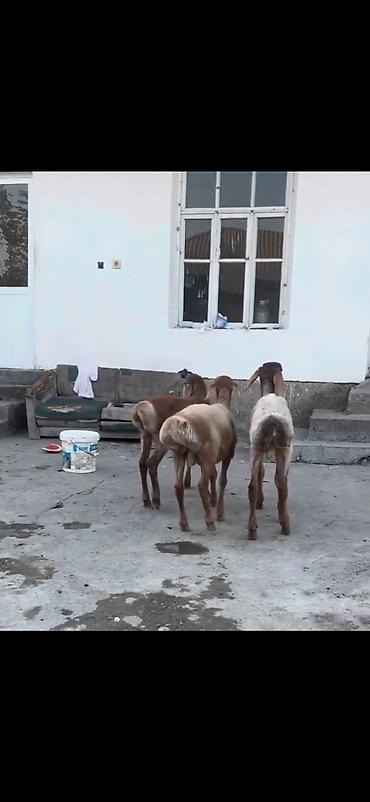 heyvan yemlərinin satışı: Qoyun – 3 baş, quyruqlu (yağlı quyruq) cins - Say: 3 baş gənc qoyun - — 1