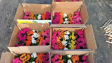 Герани и пеларгонии: Комнатные цветы в горшках — ассортименты расцветок - Цикламен — 27