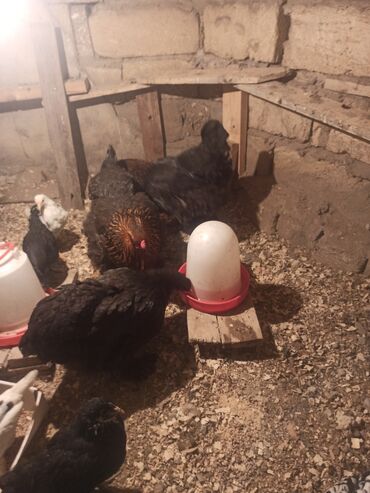 Digər quşlar: Mayali brama yumurtasi.unvan Yeni ramani
catdrilma neftciler — 6