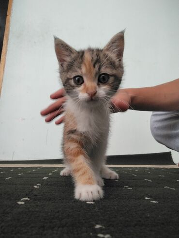 сиамская кошка: Продам кошку цена 500 сом. 1,5 месяц