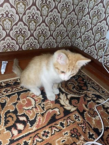 Үй жаныбарлары: Отдам котаа бесплатно в хорошие руки! Он очень ласковый и игривый — 4