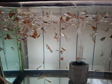 tetra diskus: Quppi, Sülhsevər — 3