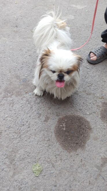 Собаки: Продам собаку пекинес по семейным обстоятельствам за символическую