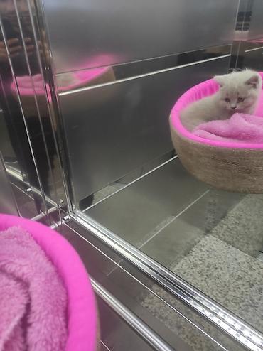 Pişiklər: Britan, Ödənişli çatdırılma — 14