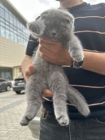 Pişiklər: Şotland yastı qulaq, Dişi