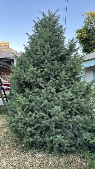 Ёлки: Ели 
Голубые ели — 4