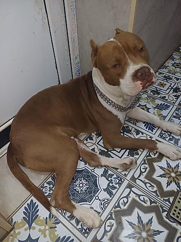 İtlər: Pitbul, Erkək — 9