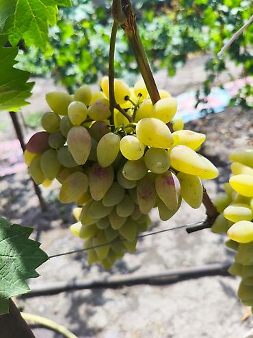 Виноград: Продаются саженцы. Сорт супер вкусного и большого винограда. Ризомат — 8