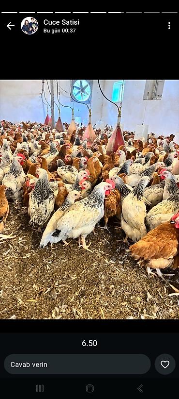Quşlar: Her giymete fere ve xoruzdarimiz var catdrilma.var unavana gore — 1