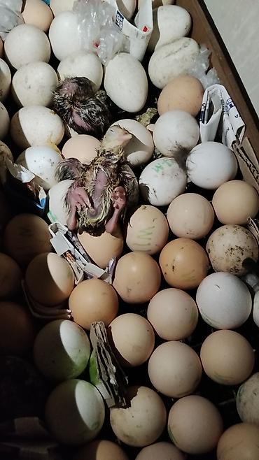 Инкубаторы: Инкубатор «Норма Луппер» - Тип: электрический инкубатор для птицы - — 10