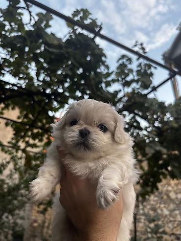 pekines it: 1 ay — 2