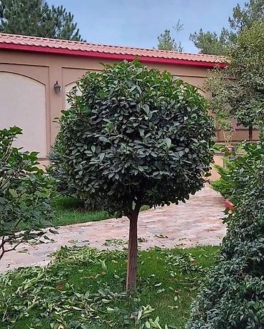 Газон: Поссев газон✓ Посадка цветов ✓ Посадка декоративных растений ✓ — 5