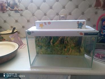 Akvariumlar: Şüşə akvarium Mənzərəli fonu var qiymət sondur - Şəffaf şüşədən — 9