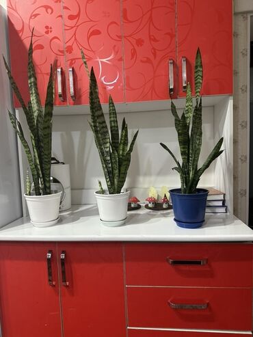 фикус для офиса: Сансевиерия (Щучий хвост) в горшках - Растение: Sansevieria