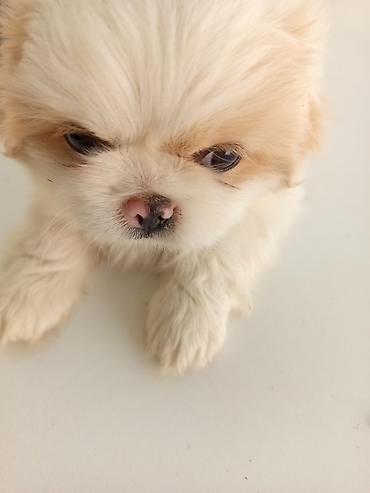 45 günlük Pekines balaları gısa burun təmiz cins iki erkek bir lalafo.az -da 45 günlük Pekines balaları gısa burun təmiz cins iki erkek bir