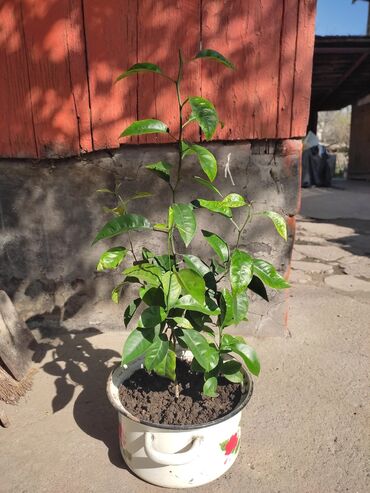 лимоное дерево: Продаю дерево лимона. 3 года, +/- 40 см в высоту. Сорт Павловский