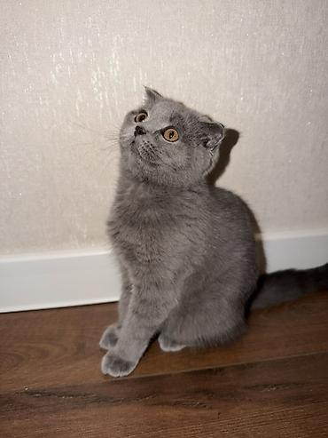 Скотиш Фолд (Шотландская вислоухая), 5 месяцев, Девочка, Голубой