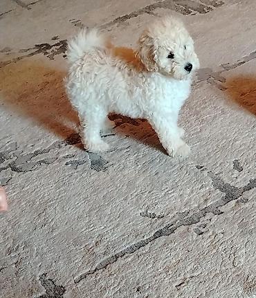 xalli itler: Pudel, 4 ay, Dişi, Peyvəndli, Rayonlara çatdırılma — 5