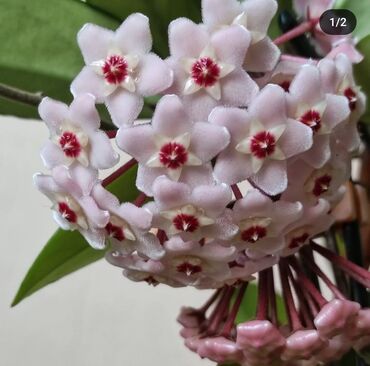 цветок бенджамин фикус: •Фикус Бенджамина - 100 и 200 сомов (большое растение не на продажу