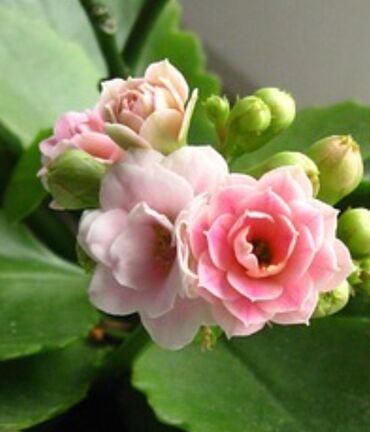 комнатные цветы герань: Комнатные цветы, комнатные растения. Распродажа. Каланхоэ 7